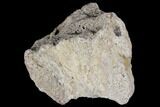 Fossil Triceratops Skull Section - North Dakota #117345-2
